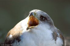 Rotrückenbussard (5 von 19).jpg